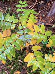 Sorbus sitchensis sitchensis