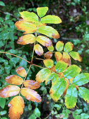 Sorbus sitchensis sitchensis