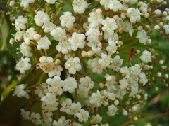Viburnum japonicum