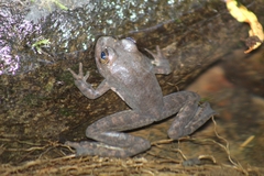 Lithobates tarahumarae