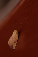 Thurberiphaga diffusa