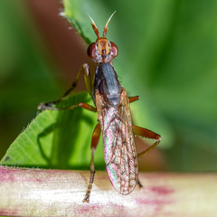 Dichetophora obliterata