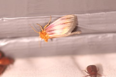 Eulithosia plesioglauca