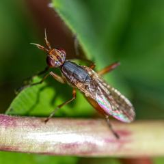 Dichetophora obliterata