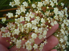 Viburnum japonicum