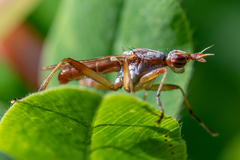 Dichetophora obliterata