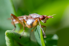 Dichetophora obliterata