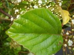 Viburnum japonicum