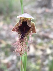 Calochilus robertsonii