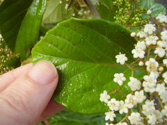 Viburnum japonicum