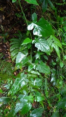 Senecio scandens incisus
