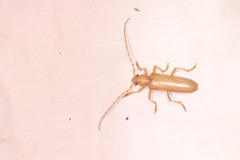 Atylostagma politum