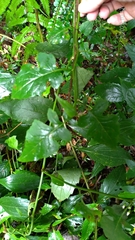 Senecio scandens incisus