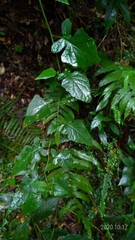 Senecio scandens incisus