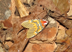 Anaxita decorata