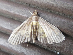 Eurrhyparodes bracteolalis
