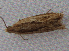 Ancylis sativa