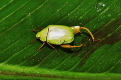 Macropoidelimus mniszechi