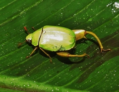 Macropoidelimus mniszechi