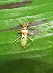 Ploeogaster