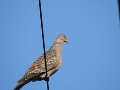 Streptopelia orientalis
