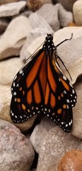 Danaus plexippus