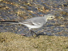 Motacilla alba