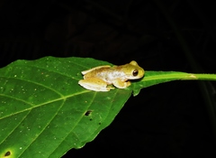 Ptychohyla hypomykter