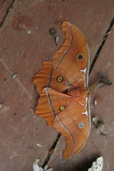 Antheraea godmani