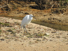 Egretta garzetta