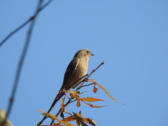 Phoenicurus auroreus