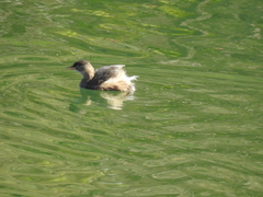 Tachybaptus ruficollis