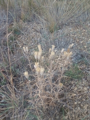 Jurinea stoechadifolia