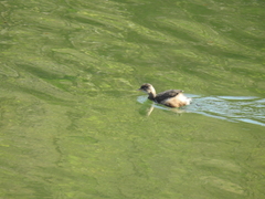 Tachybaptus ruficollis
