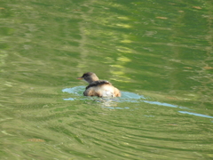 Tachybaptus ruficollis