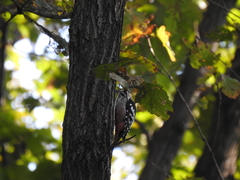 Dendrocopos leucotos