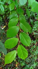 Ulmus uyematsui