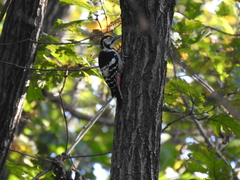 Dendrocopos leucotos