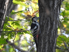 Dendrocopos leucotos