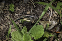 Oligosoma kokowai