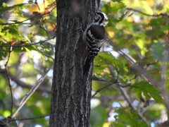 Dendrocopos leucotos