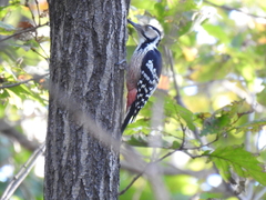 Dendrocopos leucotos