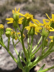 Senecio coronatus