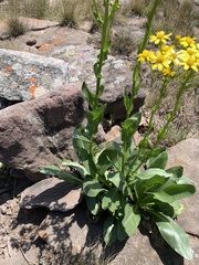 Senecio coronatus