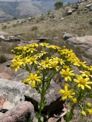 Senecio coronatus