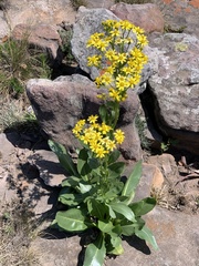 Senecio coronatus