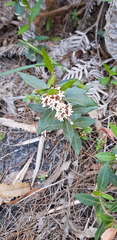 Leichhardtia suaveolens