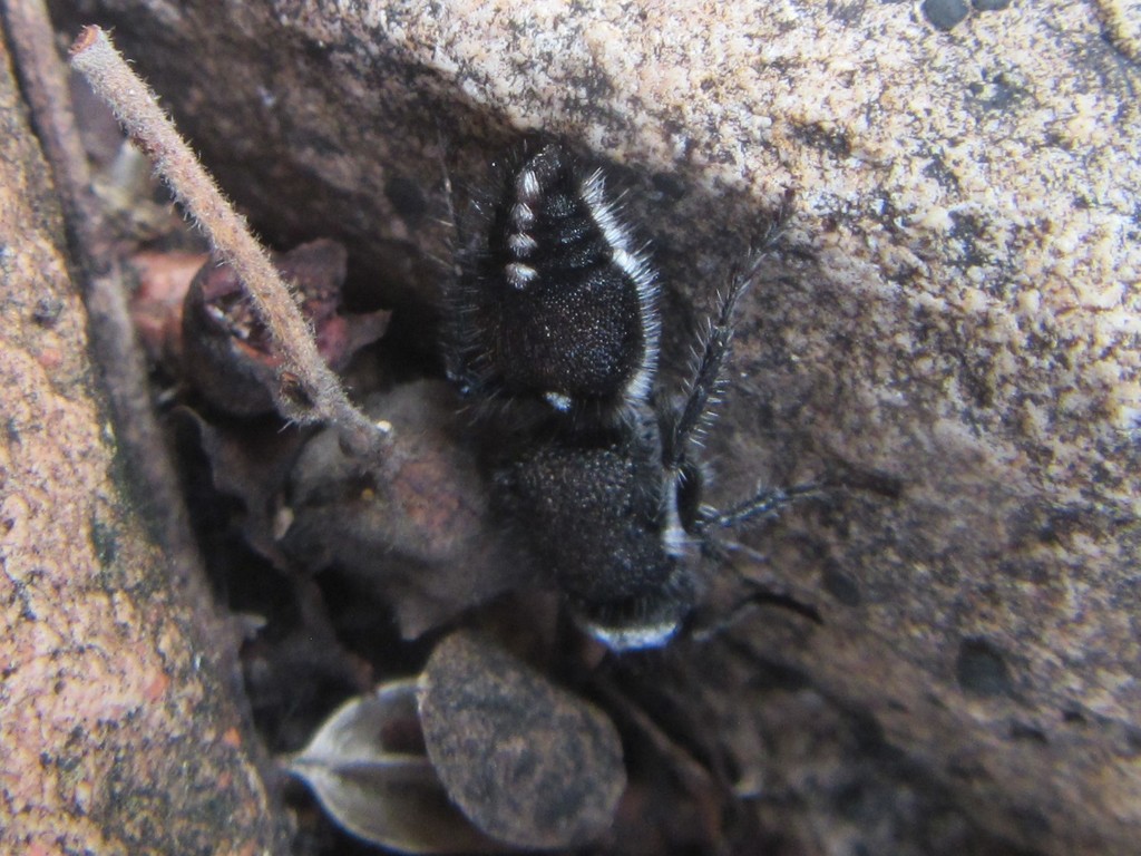 Ephutomorpha burkei