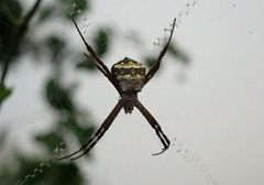 Argiope