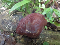 Auricularia angiospermarum
